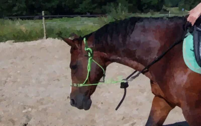 Session de révision pour Baliska