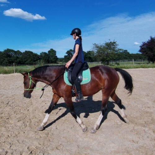 Travail du cheval monté en zone sécurisée