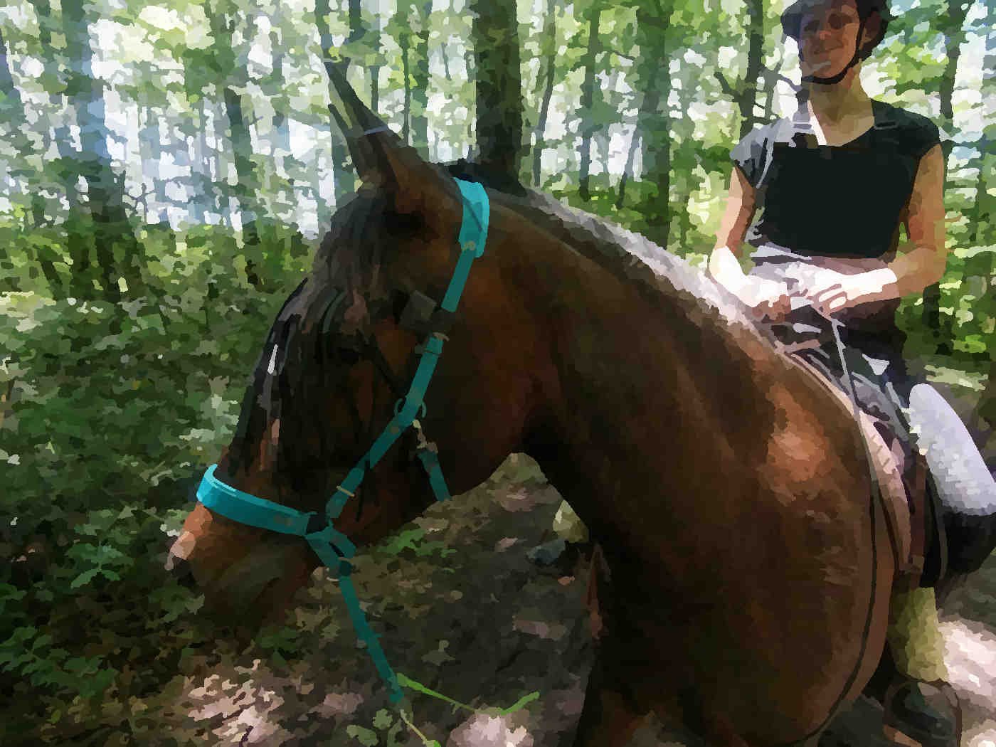 Cheval et son cavalier dans la forêt