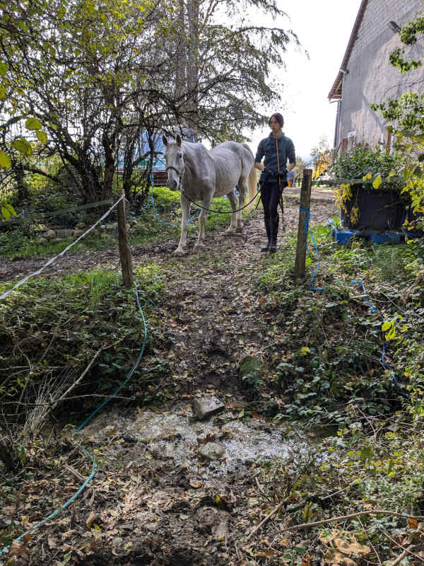 Franchissement d'un fossé pour le cheval Cool