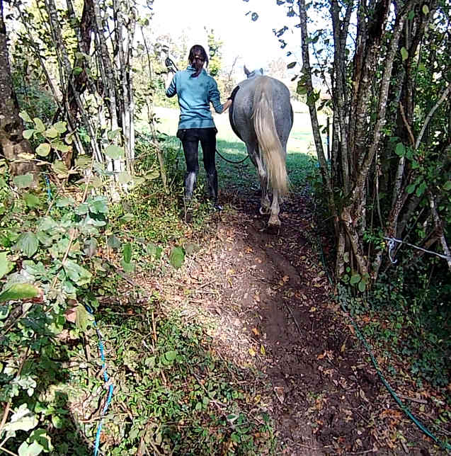 Cheval traversant un fossé