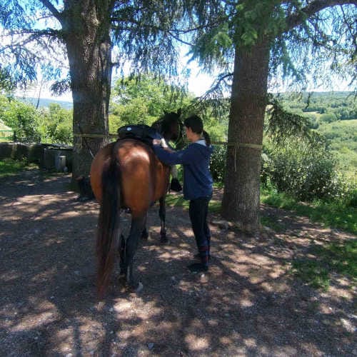 Préparation du cheval avant la sortie