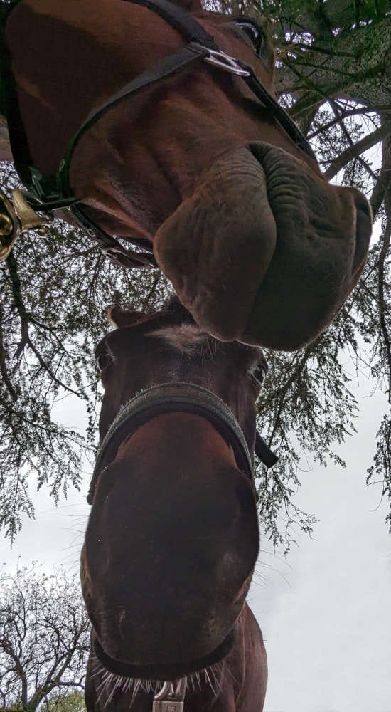 Soin des chevaux