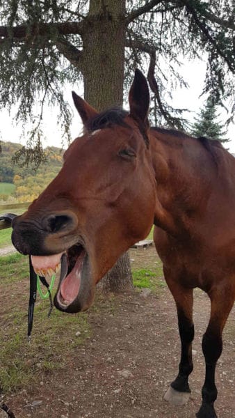 Un cheval heureux au paddock paradise