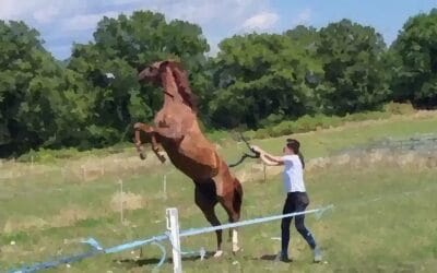 Rééducation d’une ancienne jument de CSO