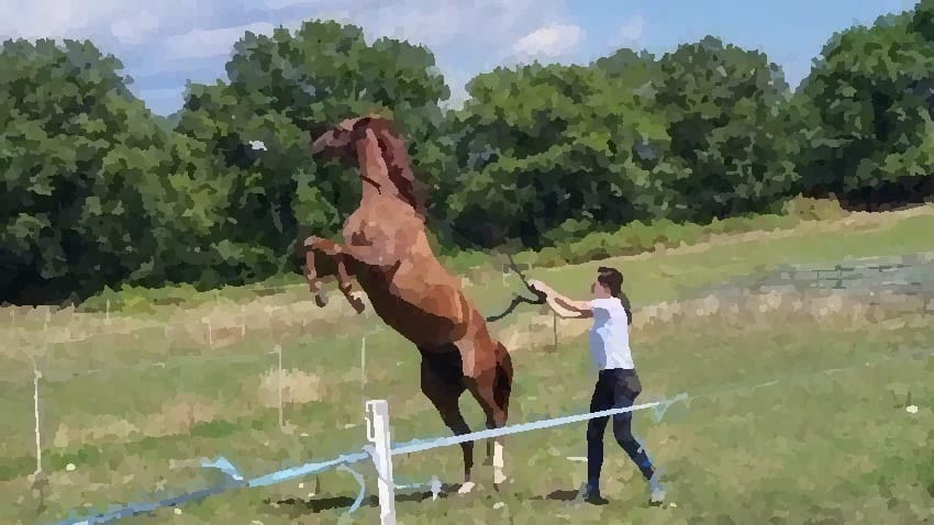 Une jument cabrée dangereuse
