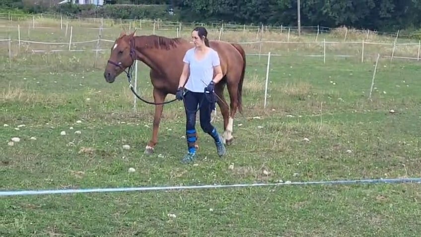 Une jument pas contente et frustrée