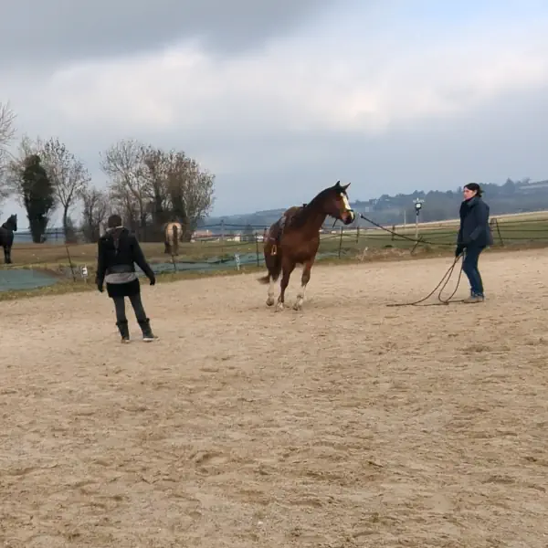 Accompagnement des propriétaires de chevaux lors de séances