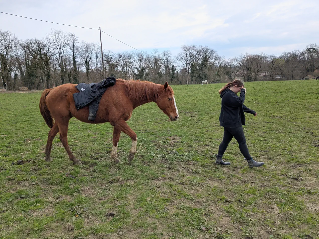 Calme et compréhension du cheval acquis