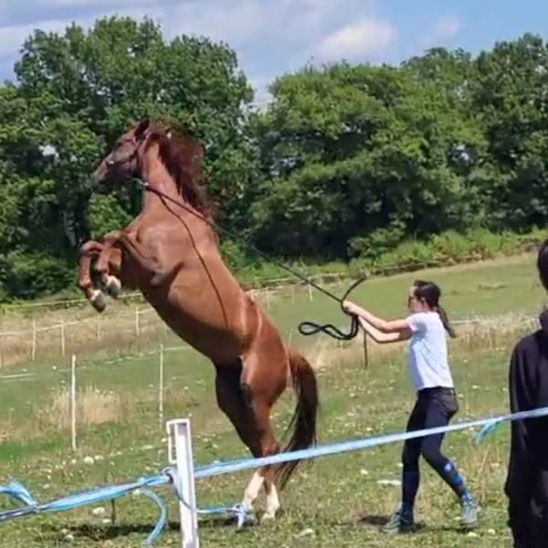Cheval qui cabre au comportement dangereux