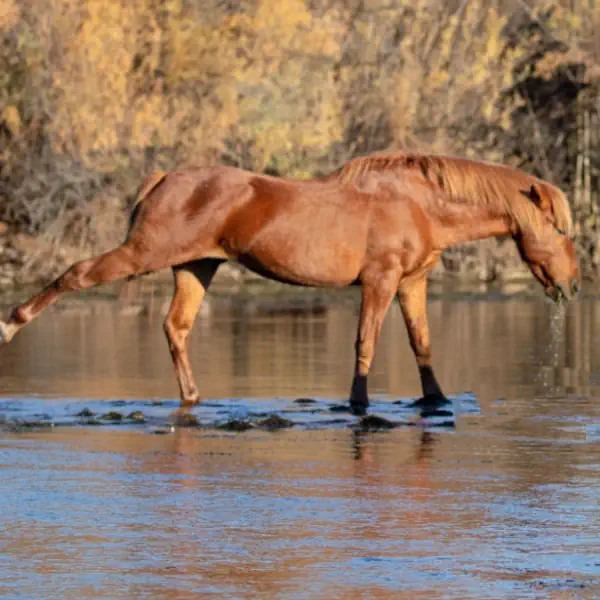 Un cheval qui s'étire