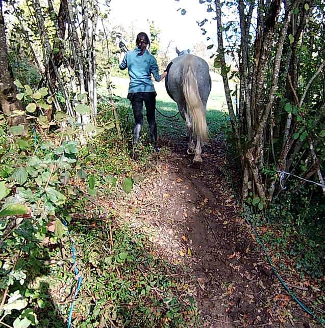 Exercice simple pour le cheval Cool