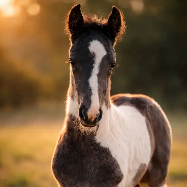 Jeune pouliche en communication animale