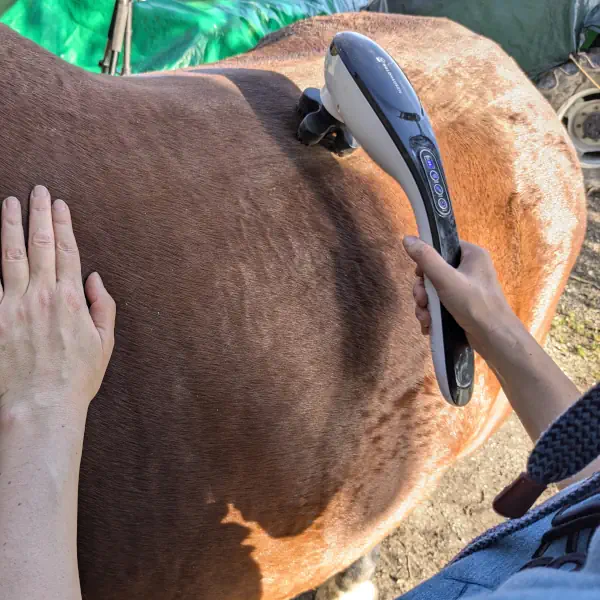 Massage du dos du cheval avec Waldhausen