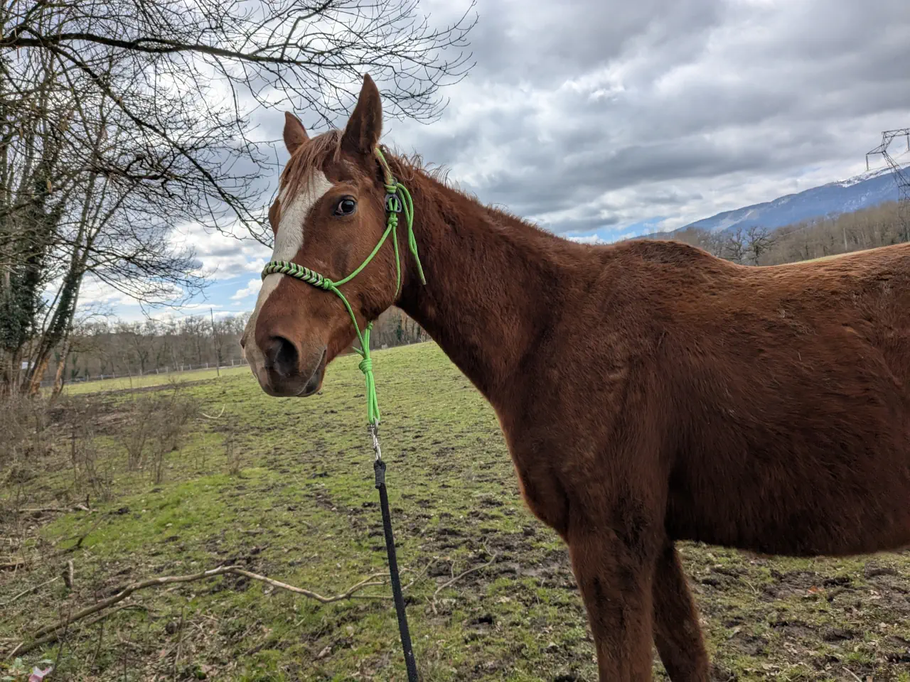 Regard interrogateur du cheval Bonito