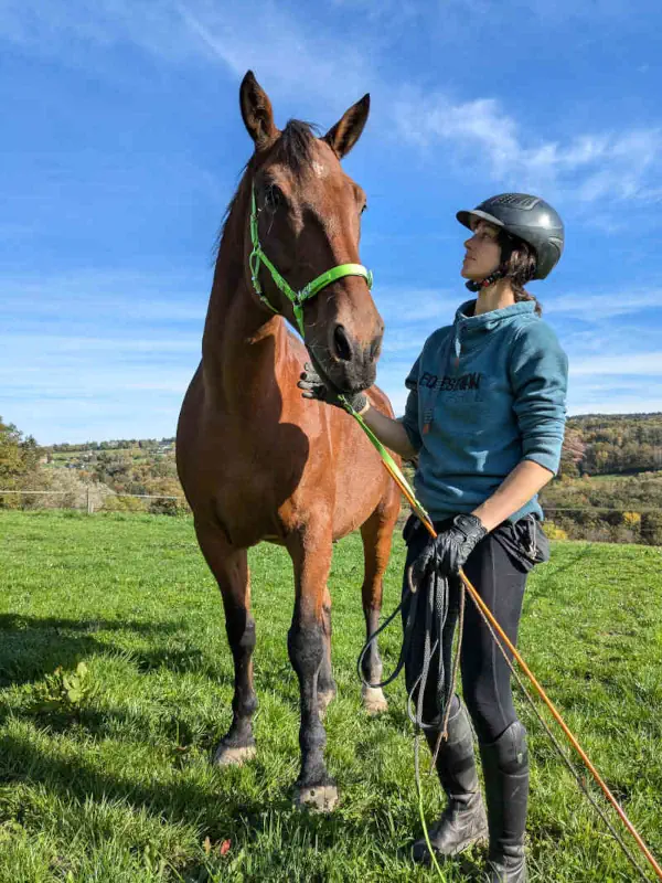 Séance comportementaliste en extérieur avec grand cheval