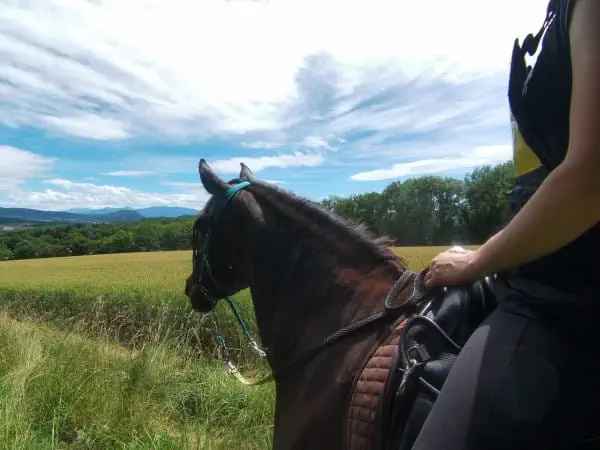 Sortie à cheval pour une promenade en forêt