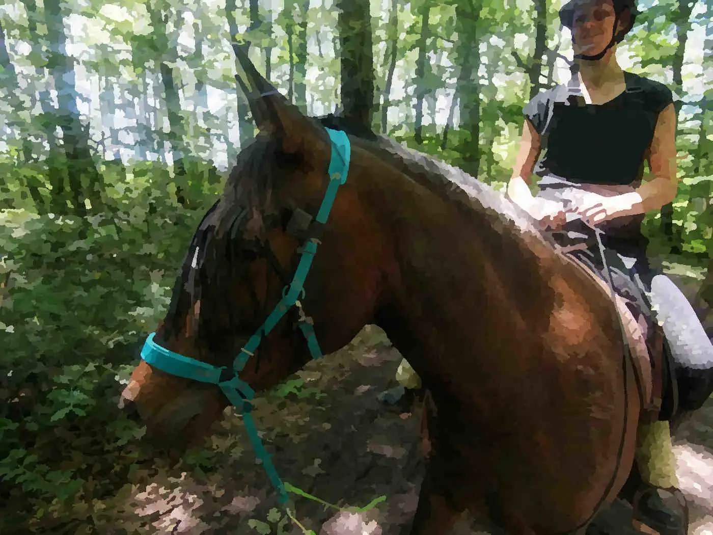 Sortie en forêt avec la jument Izia