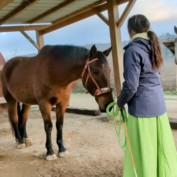 Travail du cheval à pied
