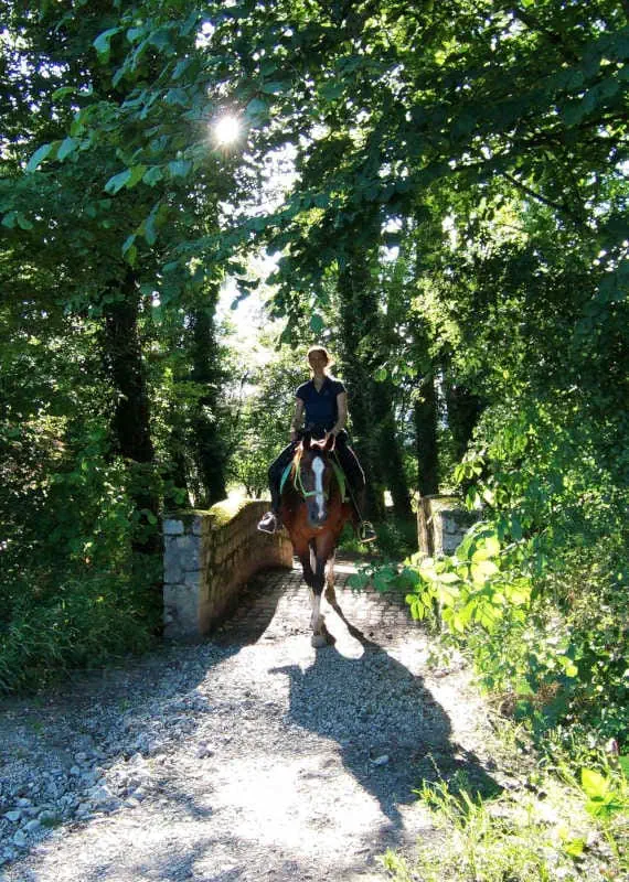 Travail avec le cheval en forêt par beau temps