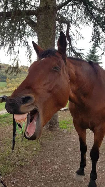 Un cheval bien dans son paddock